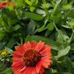 Kokarda osinatá 'Spin Top Red' - Gaillardia aristata 'Spin Top Red'