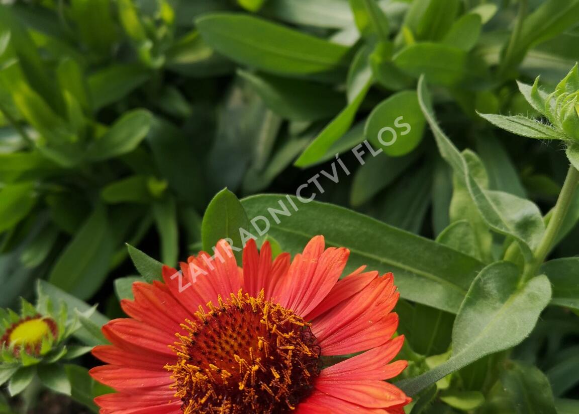 Kokarda osinatá 'Spin Top Red' - Gaillardia aristata 'Spin Top Red'