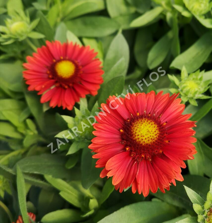 Kokarda osinatá 'Spin Top Red' - Gaillardia aristata 'Spin Top Red'