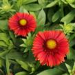 Kokarda osinatá 'Spin Top Red' - Gaillardia aristata 'Spin Top Red'