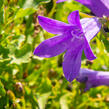 Zvonek dalmatský 'Clockwise Compact Deep Blue' - Campanula portenschlagiana 'Clockwise Compact Deep Blue'