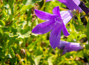 Zvonek dalmatský 'Clockwise Compact Deep Blue' - Campanula portenschlagiana 'Clockwise Compact Deep Blue'