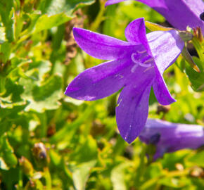 Zvonek dalmatský 'Clockwise Compact Deep Blue' - Campanula portenschlagiana 'Clockwise Compact Deep Blue'