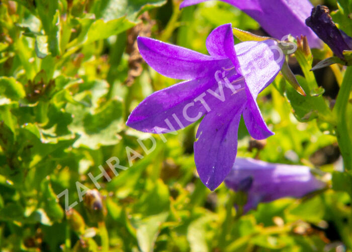 Zvonek dalmatský 'Clockwise Compact Deep Blue' - Campanula portenschlagiana 'Clockwise Compact Deep Blue'