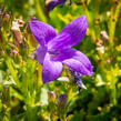 Zvonek dalmatský 'Clockwise Compact Deep Blue' - Campanula portenschlagiana 'Clockwise Compact Deep Blue'