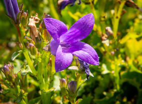 Zvonek dalmatský 'Clockwise Compact Deep Blue' - Campanula portenschlagiana 'Clockwise Compact Deep Blue'