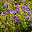 Zvonek dalmatský 'Clockwise Compact Deep Blue' - Campanula portenschlagiana 'Clockwise Compact Deep Blue'
