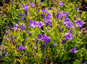 Zvonek dalmatský 'Clockwise Compact Deep Blue' - Campanula portenschlagiana 'Clockwise Compact Deep Blue'