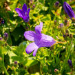 Zvonek dalmatský 'Clockwise Compact Deep Blue' - Campanula portenschlagiana 'Clockwise Compact Deep Blue'