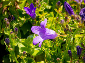 Zvonek dalmatský 'Clockwise Compact Deep Blue' - Campanula portenschlagiana 'Clockwise Compact Deep Blue'