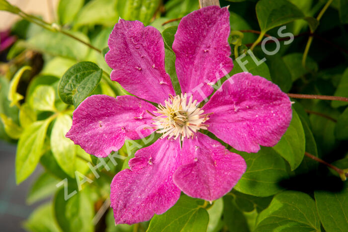 Plamének 'Ernest Markham' - Clematis 'Ernest Markham'