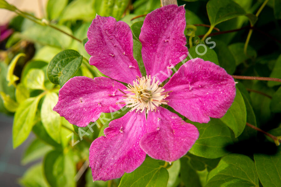 Plamének 'Ernest Markham' - Clematis 'Ernest Markham'