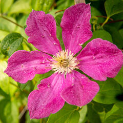 Plamének 'Ernest Markham' - Clematis 'Ernest Markham'