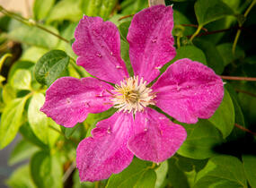 Plamének 'Ernest Markham' - Clematis 'Ernest Markham'