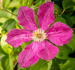 Plamének 'Ernest Markham' - Clematis 'Ernest Markham'