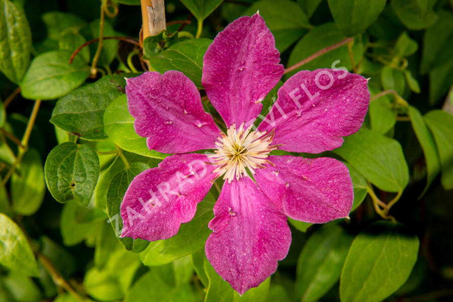 Plamének 'Ernest Markham' - Clematis 'Ernest Markham'