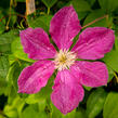 Plamének 'Ernest Markham' - Clematis 'Ernest Markham'