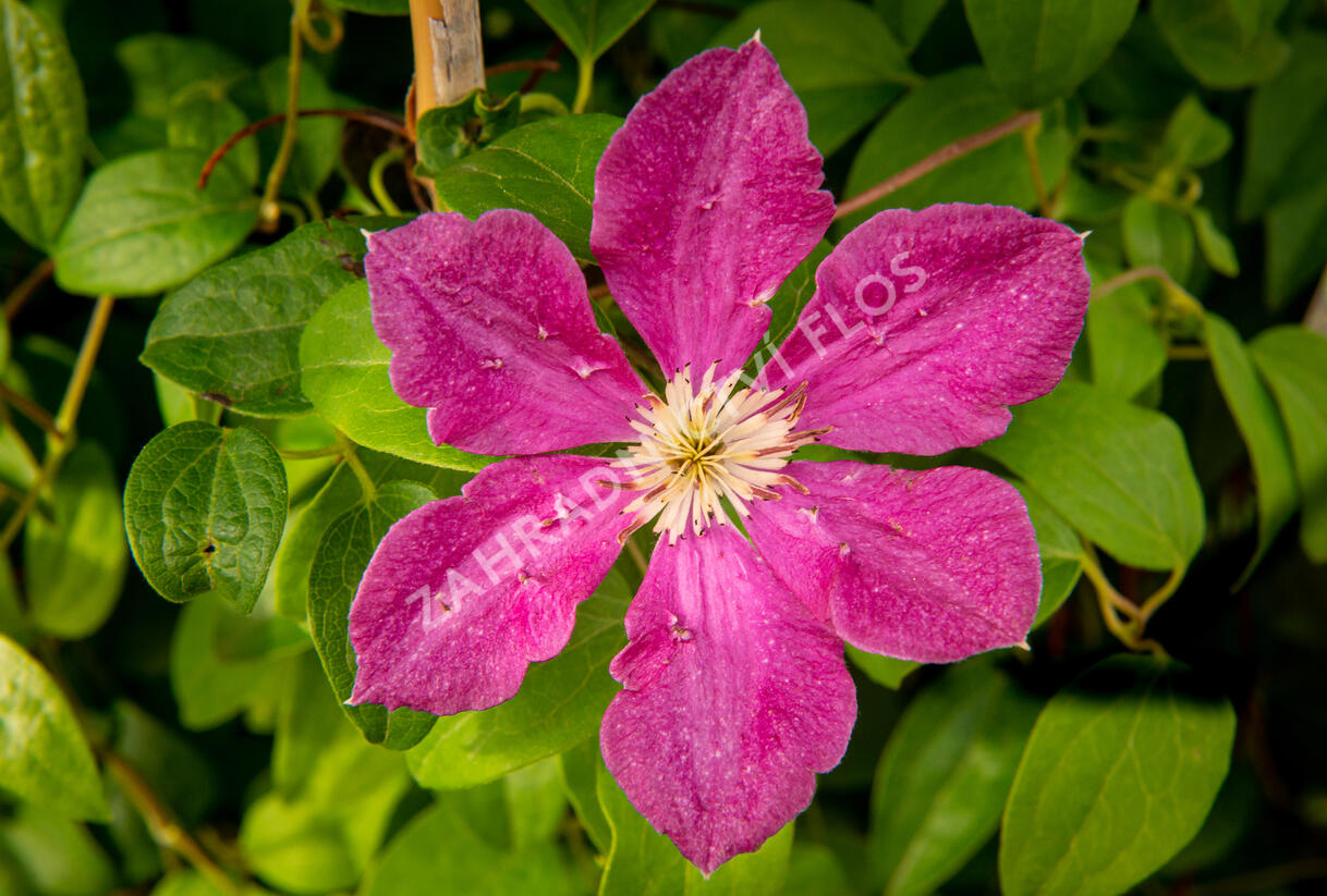 Plamének 'Ernest Markham' - Clematis 'Ernest Markham'