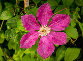 Plamének 'Ernest Markham' - Clematis 'Ernest Markham'