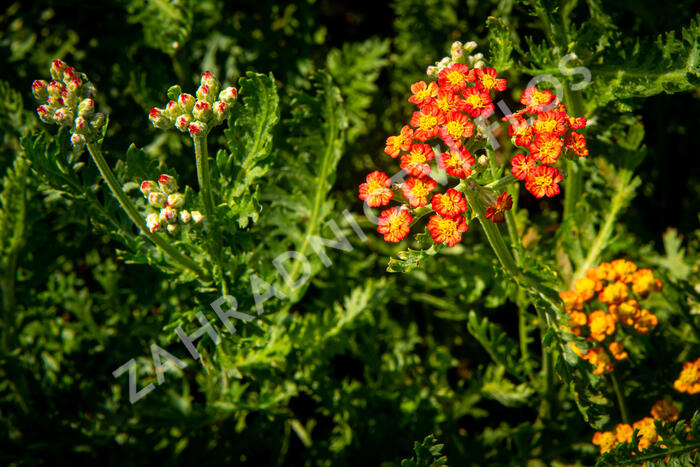 Řebříček tužebníkovitý 'Feuerland' - Achillea filipendulina 'Feuerland'