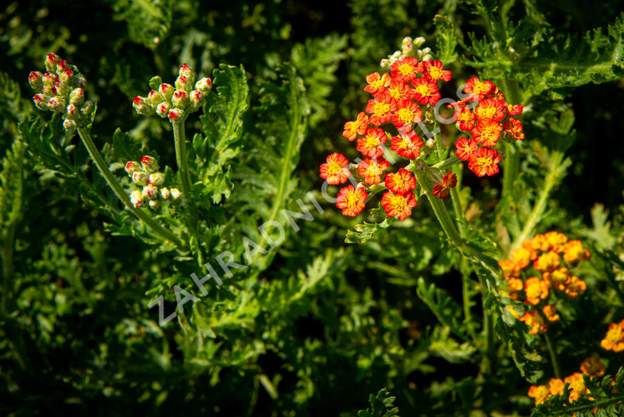 Řebříček tužebníkovitý 'Feuerland' - Achillea filipendulina 'Feuerland'