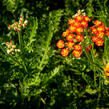 Řebříček tužebníkovitý 'Feuerland' - Achillea filipendulina 'Feuerland'