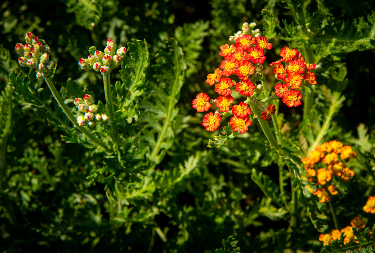 Řebříček tužebníkovitý 'Feuerland' - Achillea filipendulina 'Feuerland'