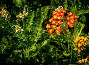 Řebříček tužebníkovitý 'Feuerland' - Achillea filipendulina 'Feuerland'