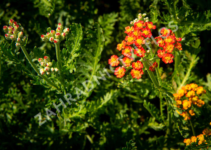 Řebříček tužebníkovitý 'Feuerland' - Achillea filipendulina 'Feuerland'