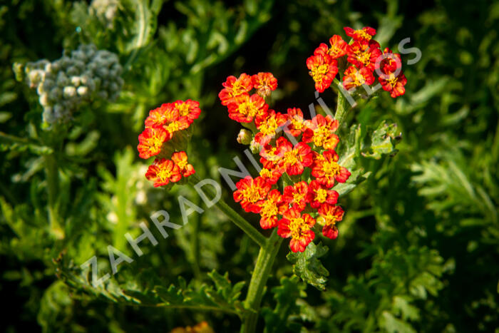 Řebříček tužebníkovitý 'Feuerland' - Achillea filipendulina 'Feuerland'