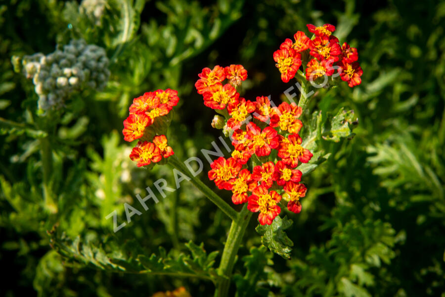 Řebříček tužebníkovitý 'Feuerland' - Achillea filipendulina 'Feuerland'