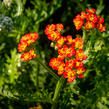 Řebříček tužebníkovitý 'Feuerland' - Achillea filipendulina 'Feuerland'