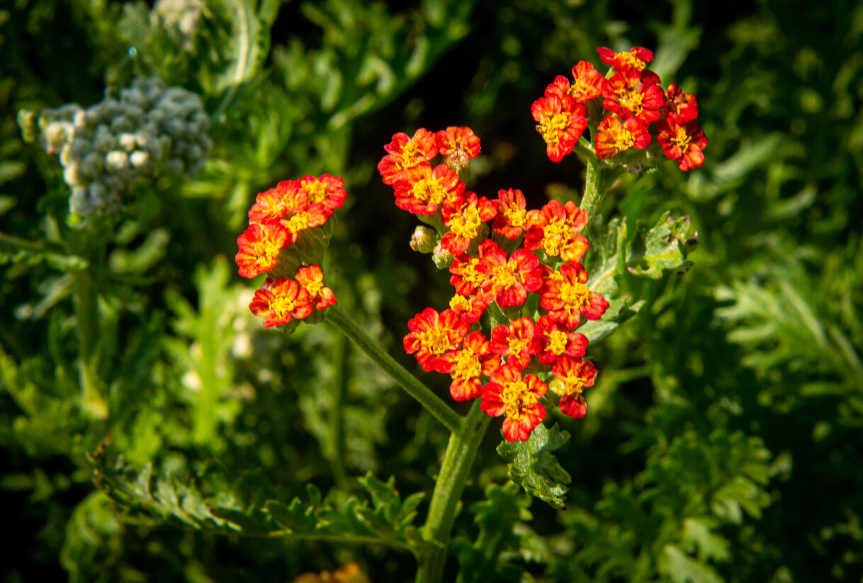 Řebříček tužebníkovitý 'Feuerland' - Achillea filipendulina 'Feuerland'