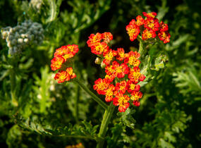 Řebříček tužebníkovitý 'Feuerland' - Achillea filipendulina 'Feuerland'