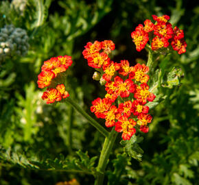 Řebříček tužebníkovitý 'Feuerland' - Achillea filipendulina 'Feuerland'