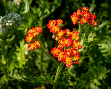 Řebříček tužebníkovitý 'Feuerland'