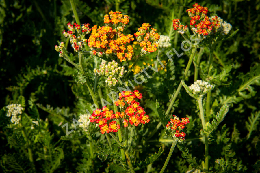 Řebříček tužebníkovitý 'Feuerland' - Achillea filipendulina 'Feuerland'