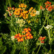 Řebříček tužebníkovitý 'Feuerland' - Achillea filipendulina 'Feuerland'