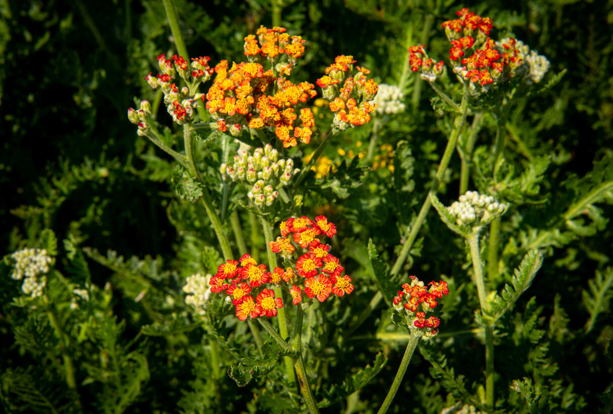 Řebříček tužebníkovitý 'Feuerland' - Achillea filipendulina 'Feuerland'