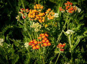 Řebříček tužebníkovitý 'Feuerland' - Achillea filipendulina 'Feuerland'