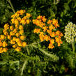 Řebříček tužebníkovitý 'Feuerland' - Achillea filipendulina 'Feuerland'