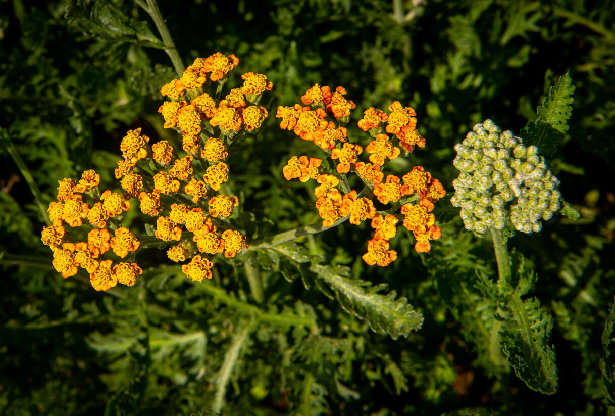 Řebříček tužebníkovitý 'Feuerland' - Achillea filipendulina 'Feuerland'
