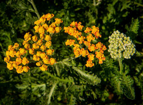 Řebříček tužebníkovitý 'Feuerland' - Achillea filipendulina 'Feuerland'