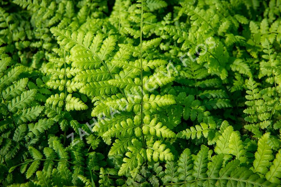 Kapraď tuhá - Dryopteris remota