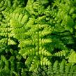 Kapraď tuhá - Dryopteris remota