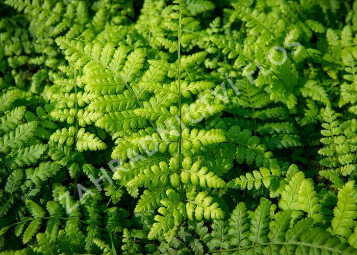 Kapraď tuhá - Dryopteris remota