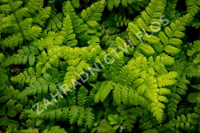 Kapraď tuhá - Dryopteris remota
