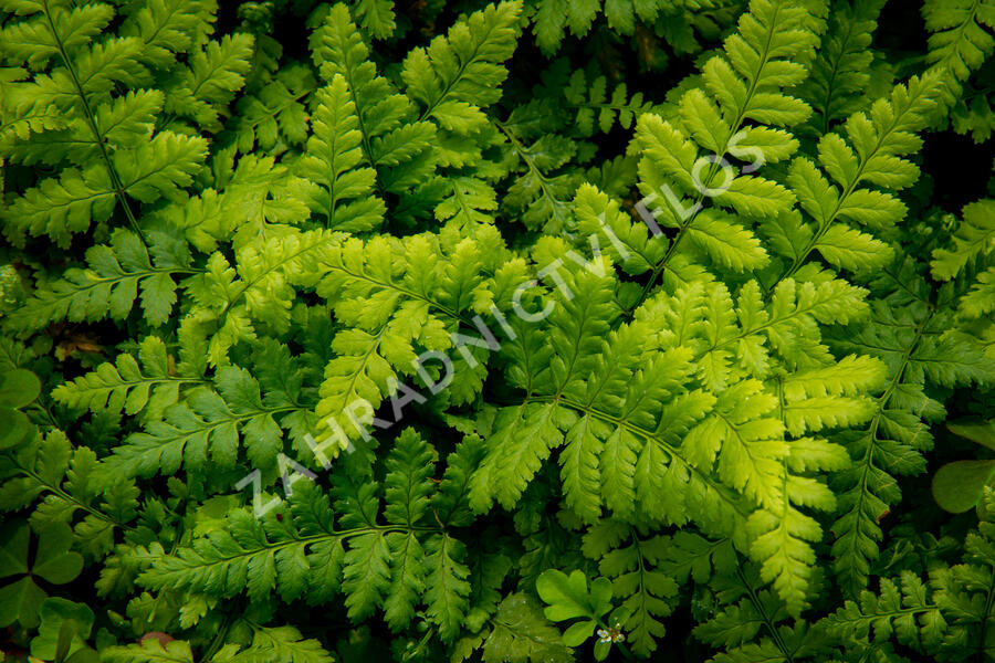 Kapraď tuhá - Dryopteris remota