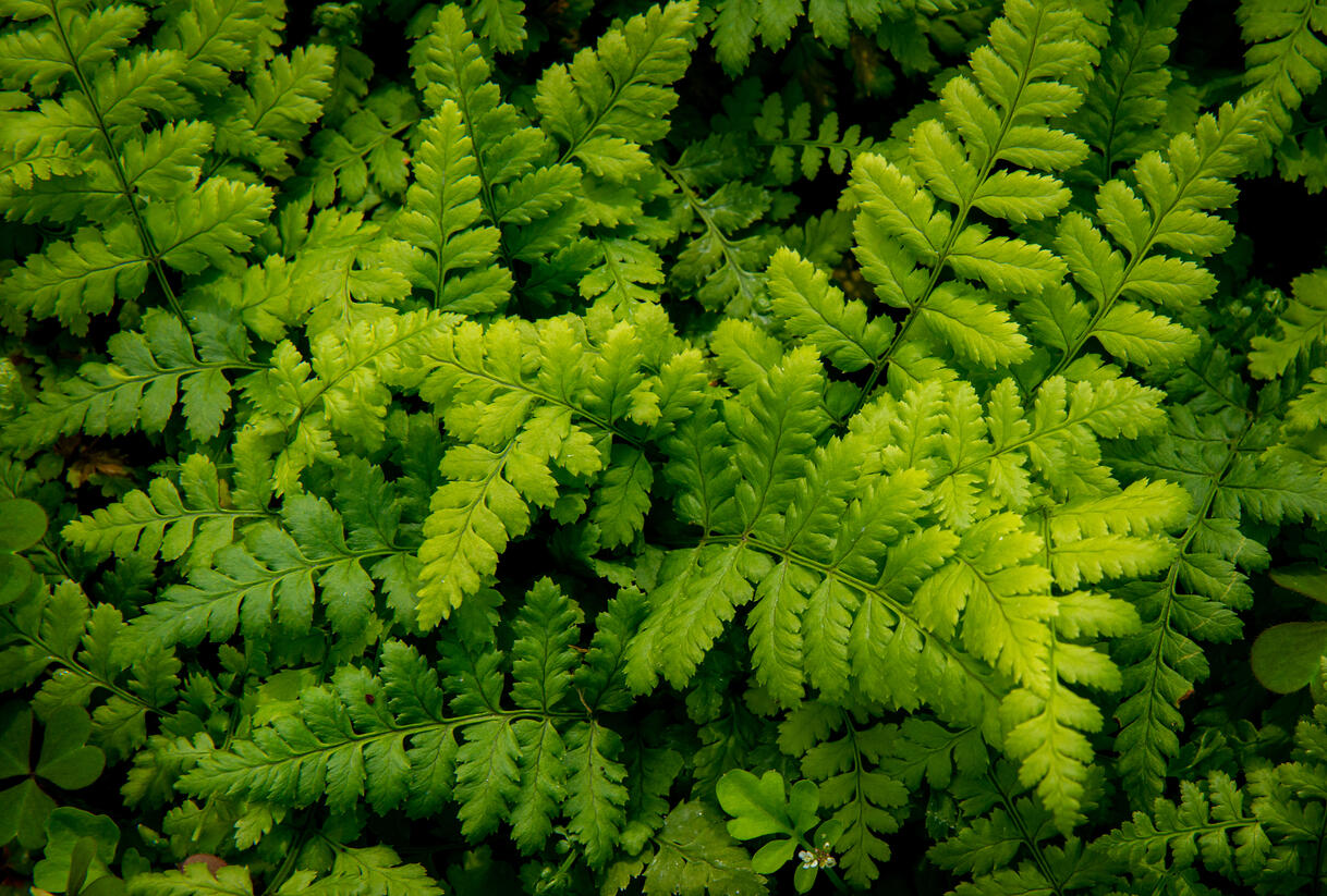 Kapraď tuhá - Dryopteris remota