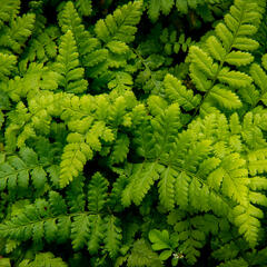 Kapraď tuhá - Dryopteris remota